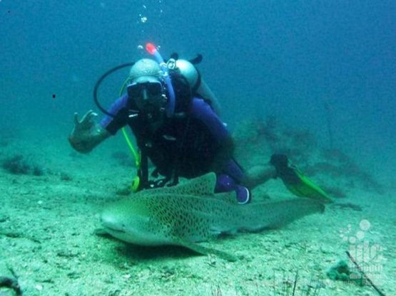 Chris Owen shark diving while teaching Shark Conservation Specialty Instructor Course