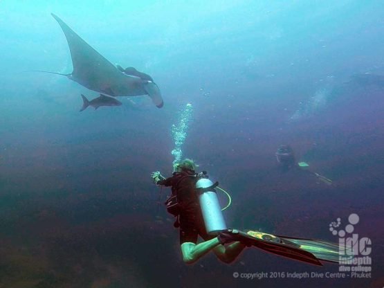 Drift diving with Manta Rays is an awesome experience, if you are lucky it could be you