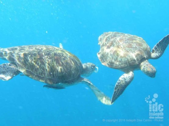 Two Hawksbill turtles seen on a Phuket EANx dive