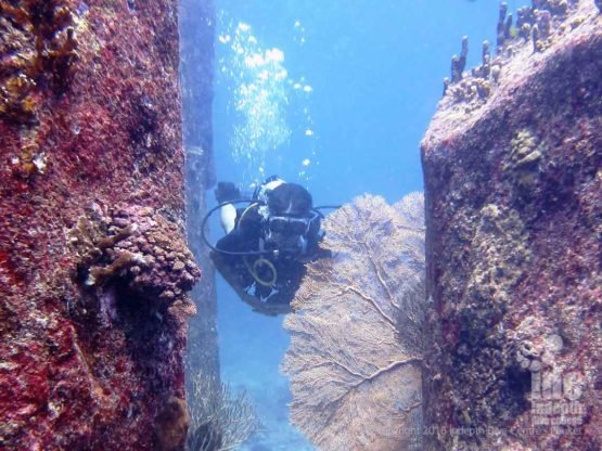 One Adventure dive you can do on Phuket is the UW Naturalist Adventure Dive