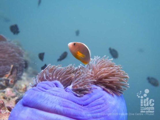 Cute skunk anemonefish Phuket Diving