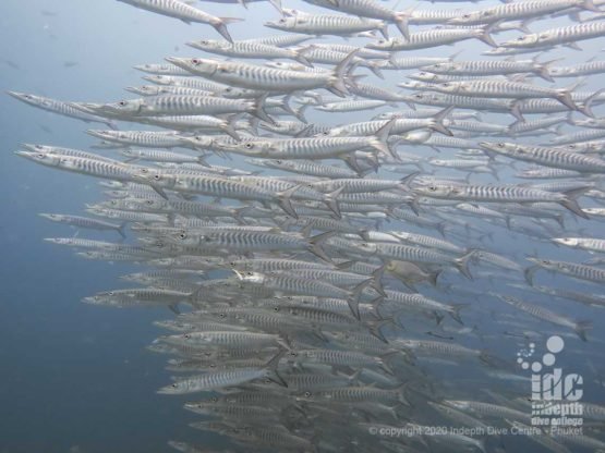 Resident school of barracudas is a frequent sight when diving Breakfast Bend Dive Site in Similan Islands Thailand