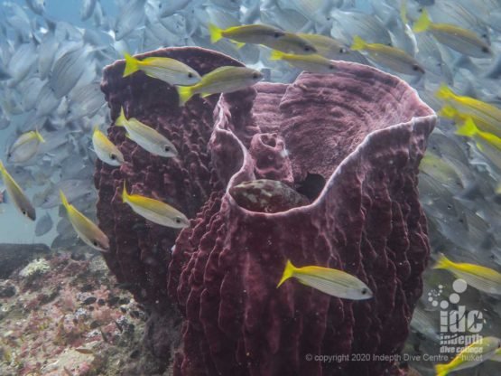 There are lots of large barrel sponges on the healthy reef of Koh Bida Nok