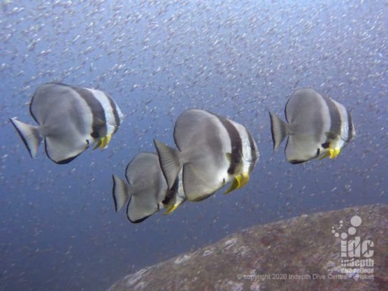 Schools of batfish are a common occurrence on Koh Bon Pinnacle