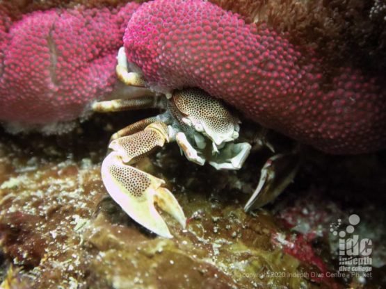 Macro life at Beacon Reef - Similan Islands Dive Sites