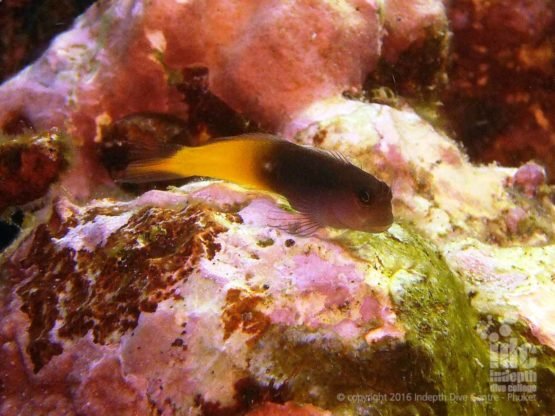 PADI Fish ID Phuket: Small Blenny in the Andaman Sea