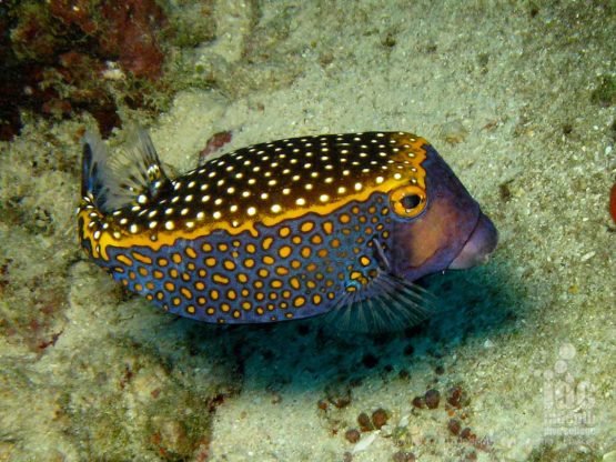 Box Fish at East of Eden in the Similans