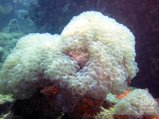 Bubble corals can be find diving at Phi Phi Coral Reef Conservation Project
