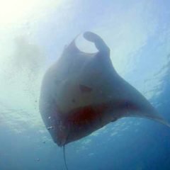 Manta Fly By at Christmas Point on a Similan Island Liveaboard
