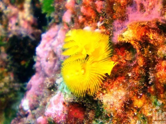 Christmas Tree Worms seen by Coral Reef Conservation diver on a local Phuket reef