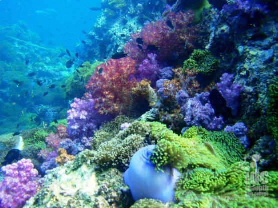 Colour Soft Corals at Anemone Reef Coral Reef Conservation Phuket