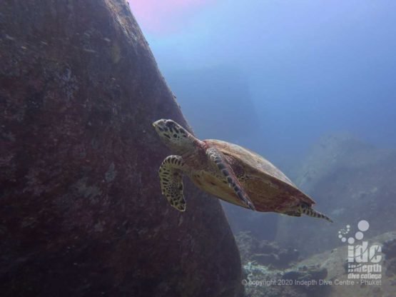 Turtles are a frequent sight when diving Deep Six in Similan Islands