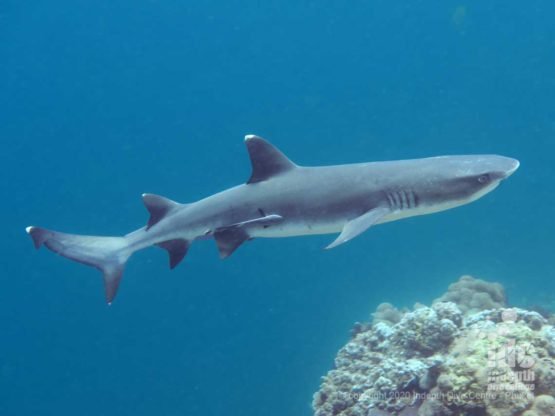 Whitetip Reef Sharks are a common find when diving Deep Six