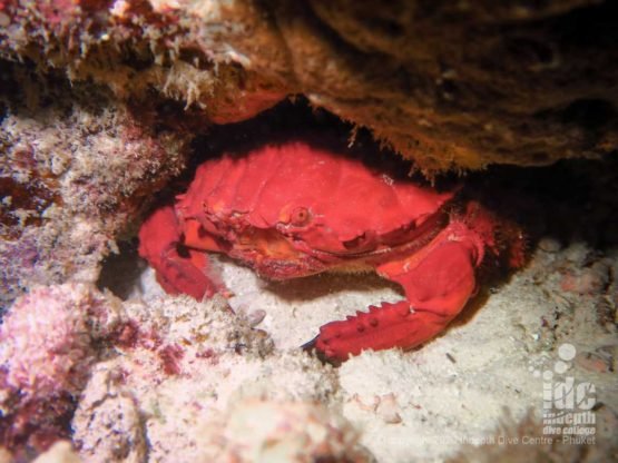 Crabs are a common find when night diving Similan Islands Donald Duck bay