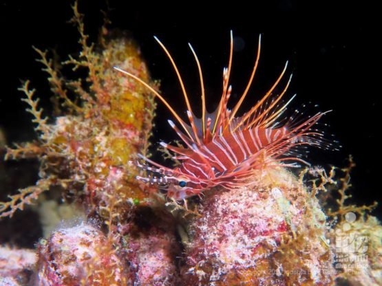 Lionfish come out of their holes when night diving at Donald Duck Bay