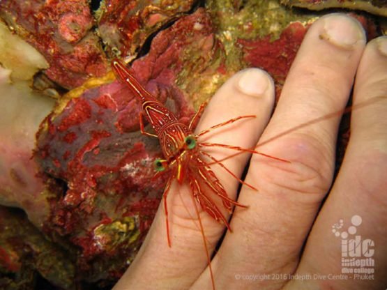 Durban Dancer Shrimps are plentiful on Phuket Dive Sites