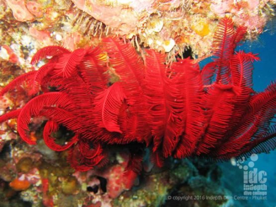 Nice macro shot of a red Feather Star on a Coral Reef Conservation Course