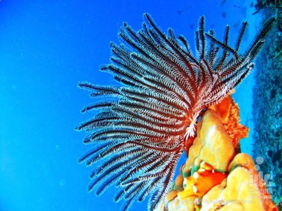 Coral Reef Conservation: Feather Star on top of a Hard Coral on Phuket
