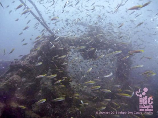 Large schools of fish are always surrounding Boonsung Wreck