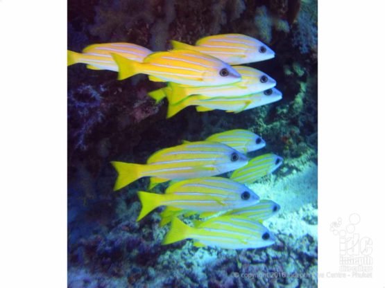 Bring your camera to your PADI Fish ID Course to take some photos of schooling snappers