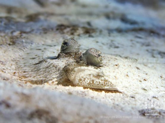 Camouflaged flounder at Kata beach shore dive