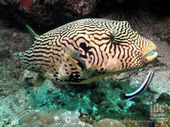 Giant Puffer fish and Cleaner Wrasse on a Phuket dive
