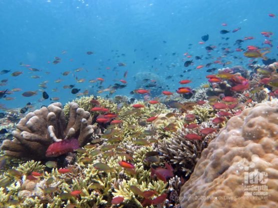 Pristine hard corals on the inside of Koh haa Lagoon