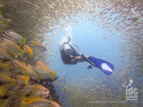 Diving through a massive school of yellow snappers is an amazing experience while Phuket diving