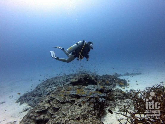 Crystal clear water is a frequent feature of Honeymoon Bay Diving