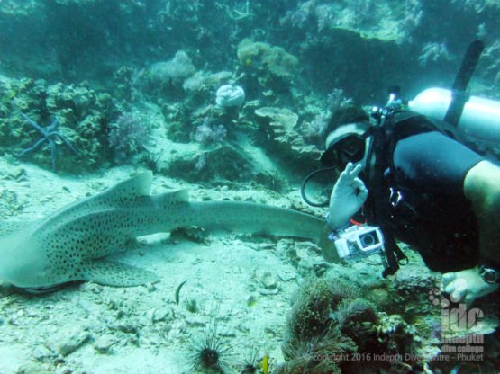Indepth Shark Specialty Course on Phuket