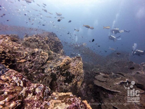 Divers on Koh Bon Pinnacle - Similan Islands