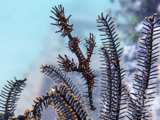Ornate Ghost Pipefish is a common sight at Koh Dok Mai macro dive Phuket