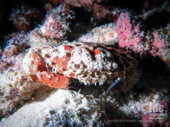 Night dives at Koh Haa lagoon allow divers to spot many particular critters including crabs