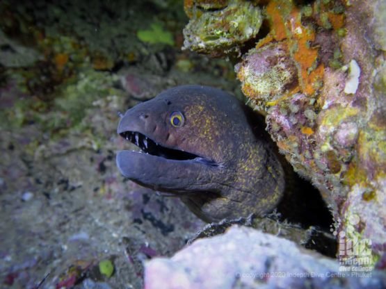 The reef on Koh Haa Neua is home to a large number of moray eels, you can easily spot dozens of them in a single dive