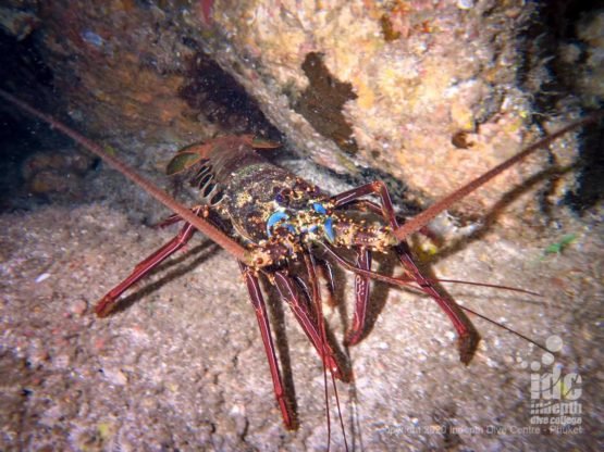 Large lobsters come out of their shelters during Koh haa Lagoon night dives