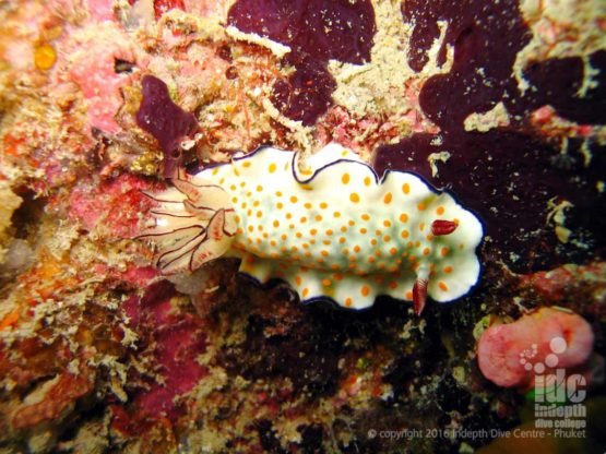 North Point in The Similan Islands is famous for macro underwater photography