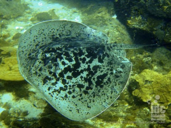 Stewart Island has a number of Marbeled Sting Rays