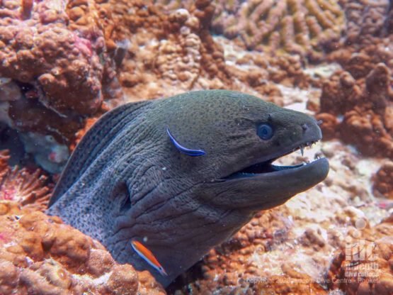 Giant Morays are abundant at East of Eden Dive Site Similan Islands