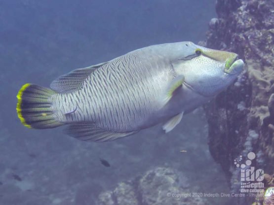 A family of Napoleon Wrasses lives around Breakfast Bend and it's one of the highlights of the dive site when divers are lucky enough to meet them