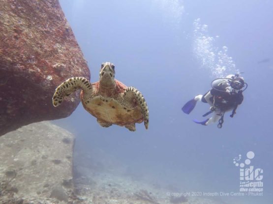 Turtles are a frequent sight when diving North Point Similan Islands