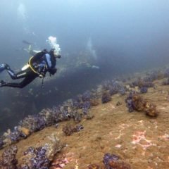 Healthy Reef at North Twin Pinnacle Dive Site Myanmar