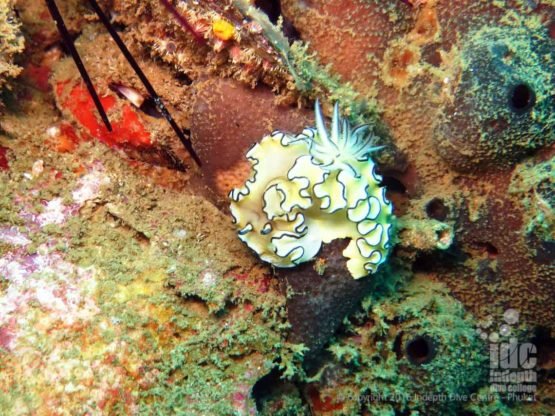 There are many different Nudibranchs at Ko Doc Mai Phuket Thailandare