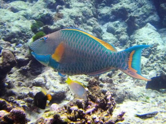 At shark point you can take a photo of a Parrot fish on your PADI Fish ID Course