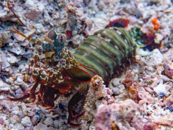 Peacock Mantis Shrimps are a common sight when diving Homerun Reef in Racha Yai Island Phuket