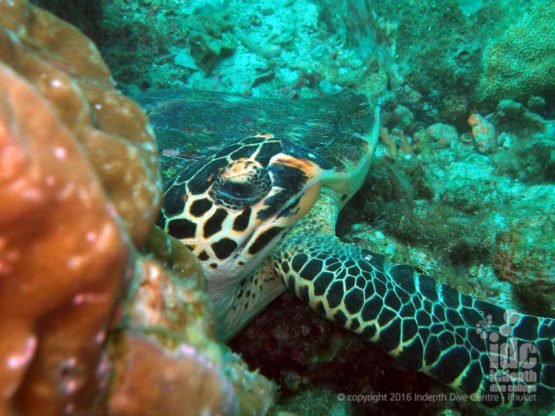 Want to see a Turtle on a Phuket dive then join us for PADI Adventure Diver Course