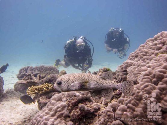 Rebreather Diving Similan Islands at Honeymoon Bay Dive Site