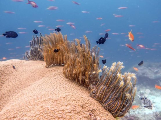 Healthy Reef at East of Eden