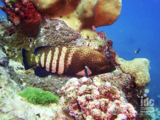 Coral grouper on Koh Bon Pinnacle Dive Site Thailand