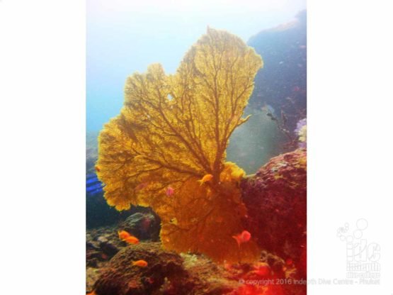 Phuket Coral Reef Conservation: Giant Sea Fan seen on a fun dive