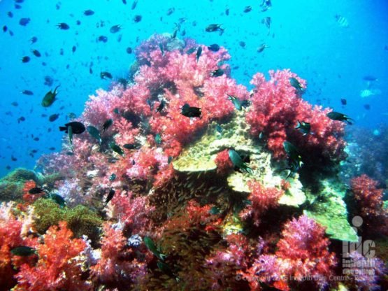 Amazing Coral Reef Conservation diving at Shark Point covered in Soft Corals